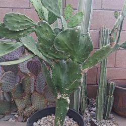 Prickly Pear Cactus