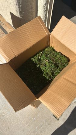 Moss