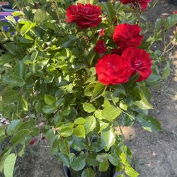 Rose Tree Plant