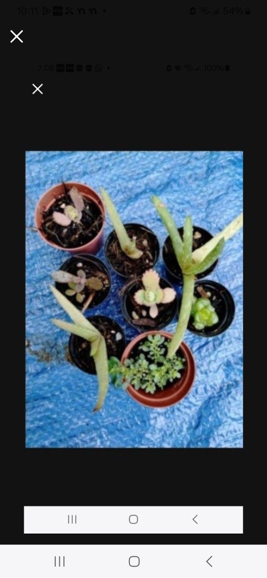 Succulent House Plants Assorted Varieties