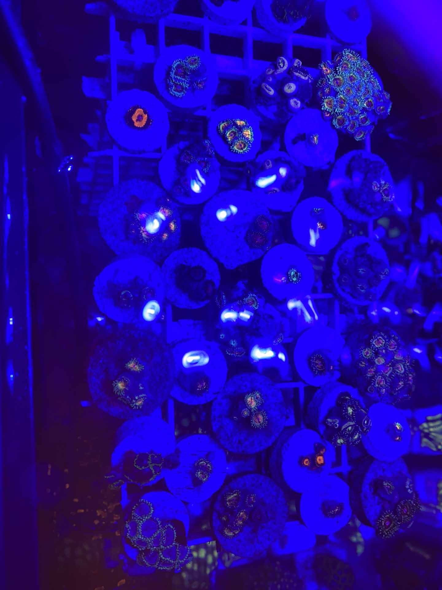 Designer zoa frags