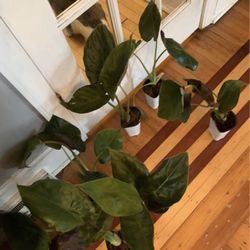 Allocasia  Elephant Ear Plants!! $15 Each!! 
