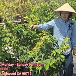 Wax Apple, Guava, Chico, Mango At EKT Nursery
