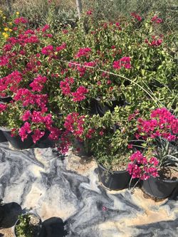 Im selling Red Bougainvillea Tacoma bush in different colors.