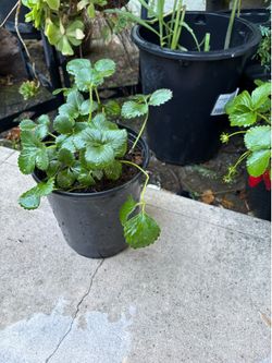 Fresh strawberries seedling