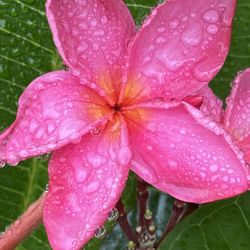 Plumeria Cutting Pink