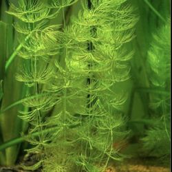 Hornwort X2