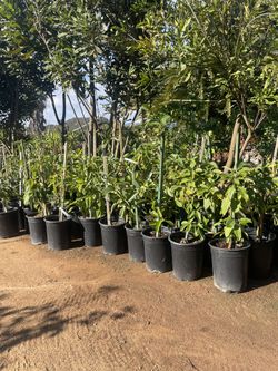 5 Gallon Size- Avocado Trees- Peach Trees- Apple Trees- Guava Trees- Cherry Trees- Plum Trees- Nectarine Trees- 