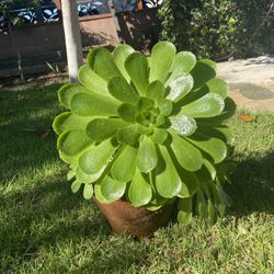 Large Succulent Plant