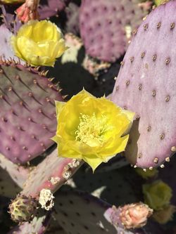 Santa Rita Cactus Pads