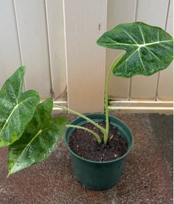 Alocasia Frydek Plant