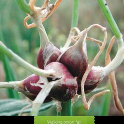 Egyptian Walking Onion Sets (7 Per Set) $5 Each 