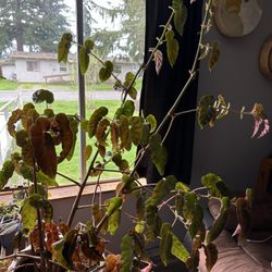 Grey Feather Begonia