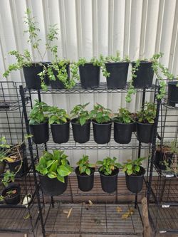 Elephants / arabrica coffee/ pothos plants