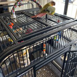 Bird Cage 