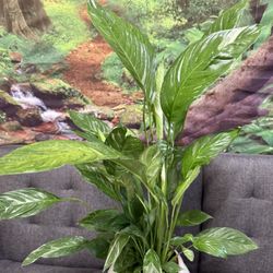 ♥️BLOOMING🌿Super Healthy variegated Peace Lilly🙏PLS Read Description