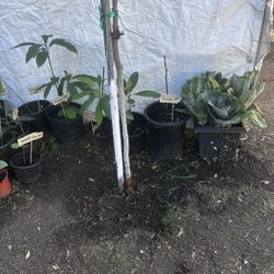 Fruit Trees