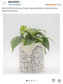 4 PIC BASE ROOTS Mushroom Planter