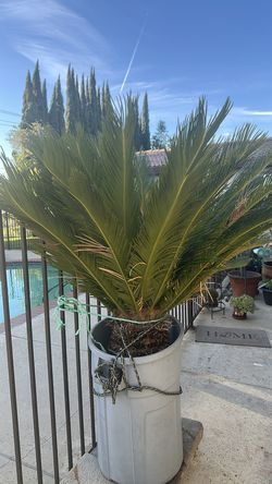 Big Palm