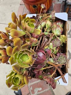Aeoniums