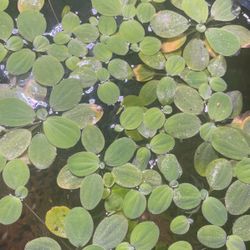Mini Water Lettuce Aquarium Plants 