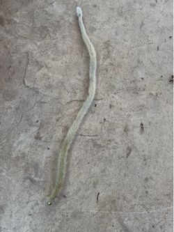 Cutting monkey tail cactus