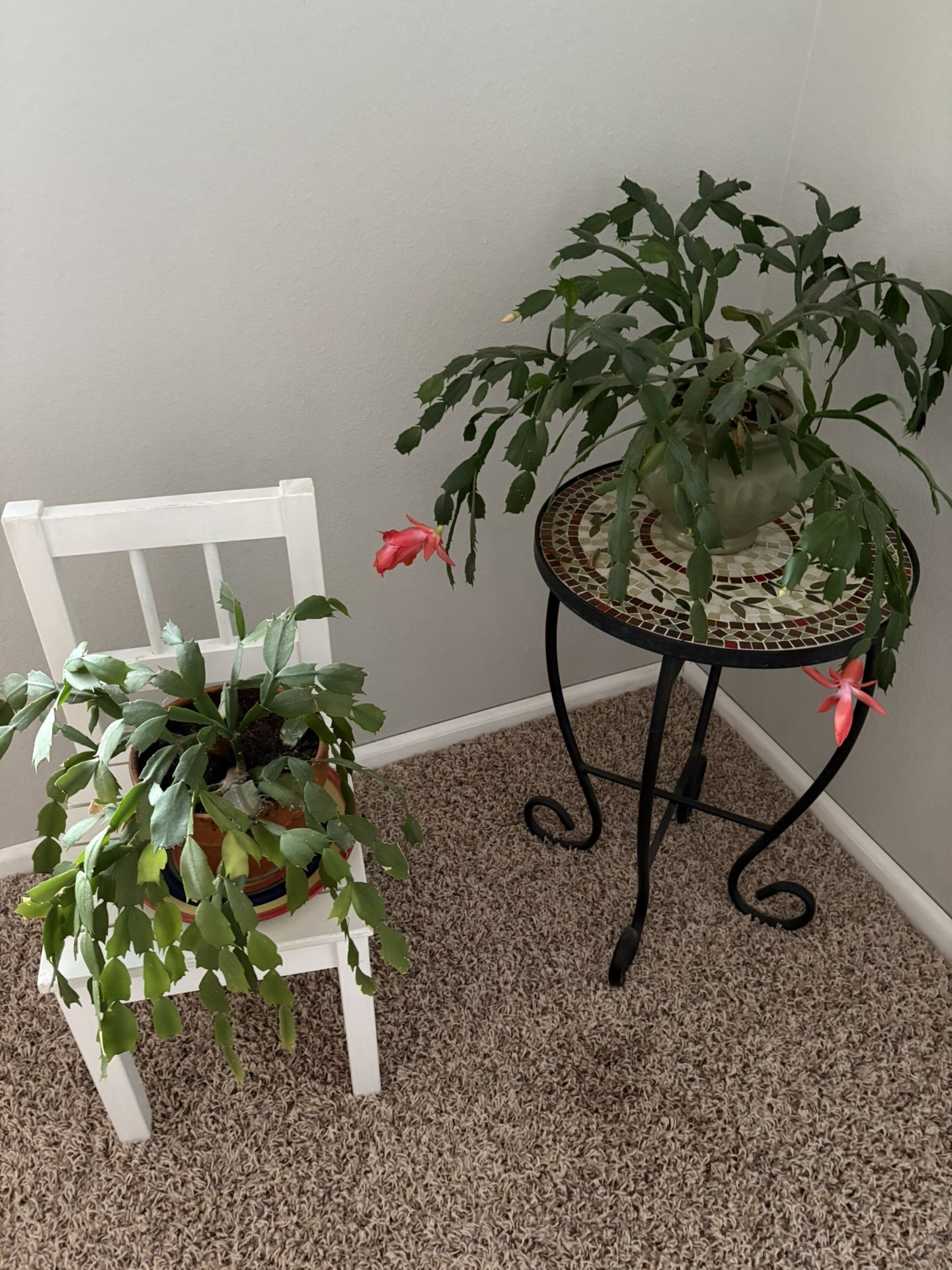 2 Christmas Cactuses (Stands Not Included)