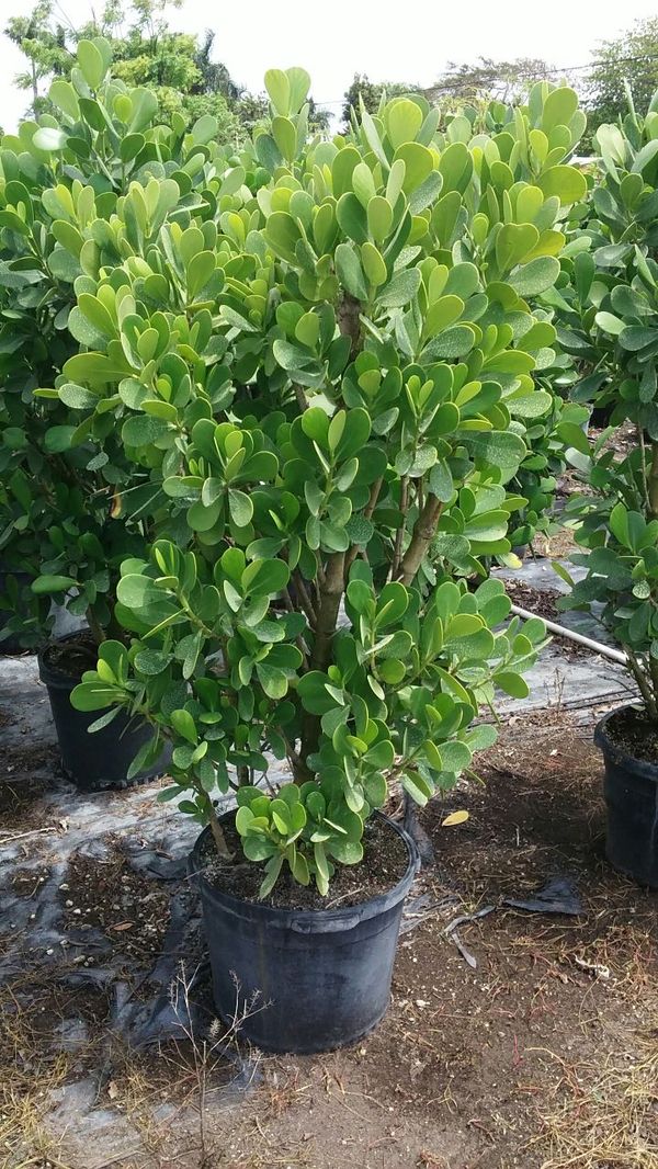 15 gallon clusia 40 for Sale in Miami, FL OfferUp