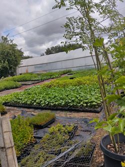 Veggies and herbs