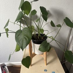Monstera adansoniior Swiss cheese plant with pot and stand