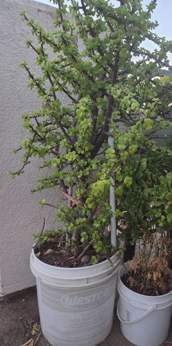 Árbol del dinero o planta jade