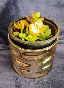 Wedding Gift-Indoor Plant in Beautiful Rustic Vase & Elegant  Decoration