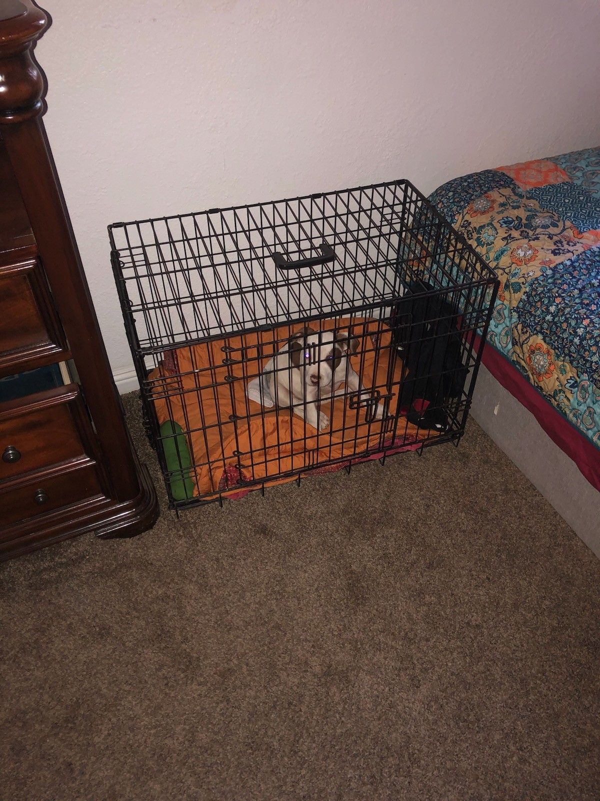 Small dog cage