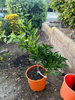 Owari Satsuma Mandarin Tree