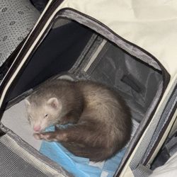 A Bag With Everything In It