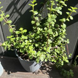 Potted Jade Plant
