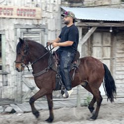 🐎 Beautiful 5-Year-Old Trotter – Ready to Go  