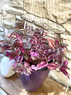 Tradescantia Zebrina, Inch House Plant In  Cute 5"H Ceramic Pot.