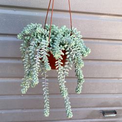 6” donkey tail