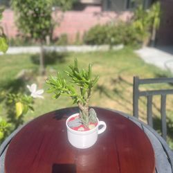 Very Healthy Jade Shrek In Cup 