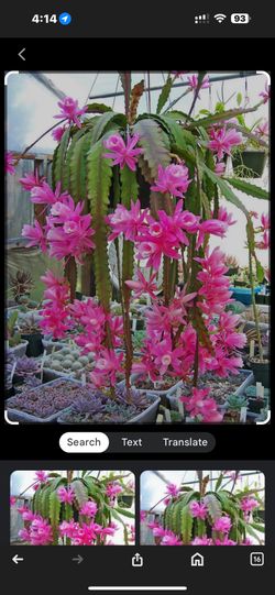 Disocactus phyllanthoides Barthlott