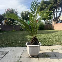 Sago Palm