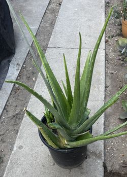Nice And Healthy Aloe Vera Plants Different Sizes 