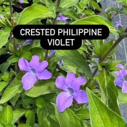 💜 Crested Philippine Violet