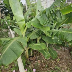 Banana Tree