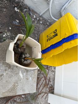 Sprouted Coconut Tree Starters – Ready for Planting