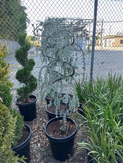 Weeping blue atlas