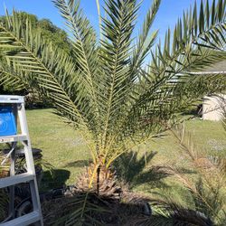 Palms For Sale