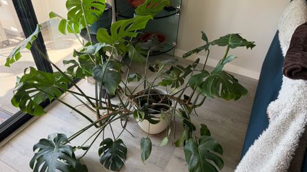 Monstera Deliciosa House Plant