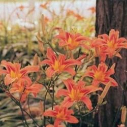 Day Lillys, Live plant 